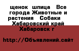 щенок  шпица - Все города Животные и растения » Собаки   . Хабаровский край,Хабаровск г.